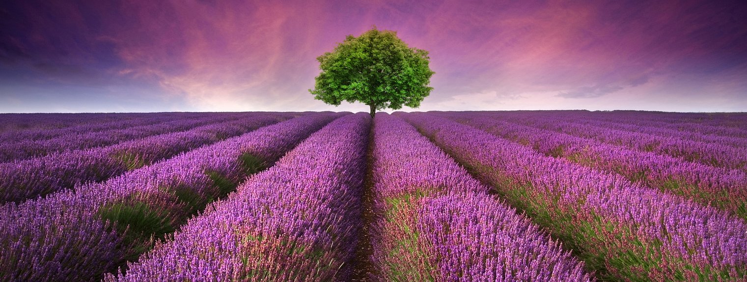 shutterstock_110994845-2